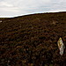 <b>Garrywhin Stone Rows</b>Posted by GLADMAN