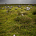 <b>Yellowmead Multiple Stone Circle</b>Posted by A R Cane