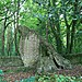 <b>The Hoar Stone</b>Posted by postman