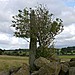<b>Tyddyn Bach Standing Stone</b>Posted by Meic