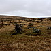 <b>Harford Moor</b>Posted by GLADMAN
