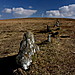 <b>Drizzlecombe Megalithic Complex</b>Posted by GLADMAN