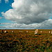<b>Ringmoor Cairn Circle and Stone Row</b>Posted by GLADMAN
