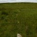 <b>Craddock Moor Stone Row</b>Posted by thesweetcheat