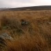 <b>Gibbet Moor North</b>Posted by thesweetcheat