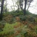 <b>Cairn Macneilie, Inch Parks</b>Posted by spencer