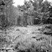 <b>Horsell Common</b>Posted by pure joy