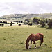 <b>Bratton Castle & Westbury White Horse</b>Posted by Rhiannon