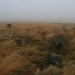 <b>Gibbet Moor North</b>Posted by postman