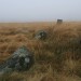 <b>Gibbet Moor North</b>Posted by postman
