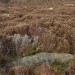 <b>Eston Moor Carved Stone</b>Posted by spencer