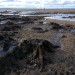 <b>Redcar Beach Submerged Forest</b>Posted by spencer