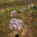 <b>Cuidrach Stone Setting</b>Posted by GLADMAN