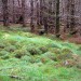 <b>Moss of Feabuie</b>Posted by drewbhoy