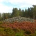 <b>Cairnshee Woods</b>Posted by thelonious