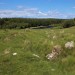 <b>Haughton Common</b>Posted by postman