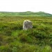 <b>Kensalyre Standing Stone</b>Posted by drewbhoy
