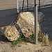 <b>Newport Leper Stone</b>Posted by ocifant