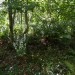 <b>Withington Woods West</b>Posted by thesweetcheat