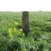<b>Mayon Standing Stone</b>Posted by markj99