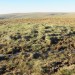 <b>Stalldown Stone Row Cairn NW</b>Posted by markj99