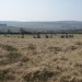 <b>Brisworthy Stone Circle</b>Posted by costaexpress