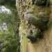 <b>Clava Cairns</b>Posted by Hornby Porky