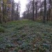 <b>Standish Wood</b>Posted by thesweetcheat