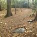 <b>Ecclesall Woods 3</b>Posted by harestonesdown