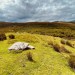 <b>Carrowmore or Glentogher</b>Posted by ryaner