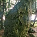 <b>The Hoar Stone</b>Posted by Moth