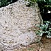 <b>The Nine Stones of Winterbourne Abbas</b>Posted by Moth