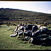 <b>Grimspound & Hookney Tor</b>Posted by greywether