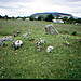 <b>Carrowmore Complex</b>Posted by greywether