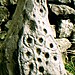 <b>Baildon Stone 1 (Dobrudden)</b>Posted by greywether