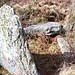 <b>Sperris Quoit</b>Posted by Jane