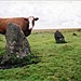 <b>Ringmoor Cairn Circle and Stone Row</b>Posted by RedBrickDream