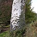 <b>Llangynidr Stone</b>Posted by elderford