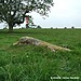 <b>Long Meg & Her Daughters</b>Posted by Kammer