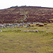 <b>Grimspound & Hookney Tor</b>Posted by ocifant