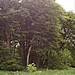 <b>Culliford Tree Barrow</b>Posted by danielspaniel