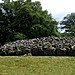 <b>Clava Cairns</b>Posted by greywether