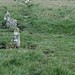 <b>Ringmoor Cairn Circle and Stone Row</b>Posted by Jane