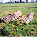 <b>Goose Stones</b>Posted by hamish