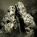 <b>The Rollright Stones</b>Posted by morfe