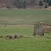 <b>Glenballoch Standing Stone</b>Posted by BigSweetie