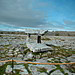 <b>Poulnabrone</b>Posted by bawn79