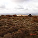 <b>Winter Hill Cairn</b>Posted by Devine