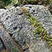 <b>Addingham Crag Stone</b>Posted by treehugger-uk