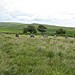 <b>Brisworthy Stone Circle</b>Posted by Meic